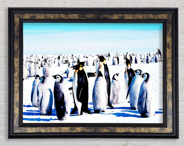 Penguin Meeting Place Framed Print