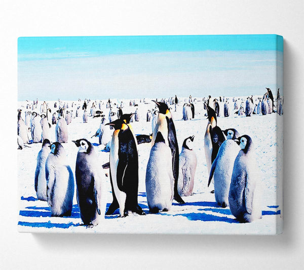  A Canvas Print of Penguin Meeting Place Canvas Wall Art