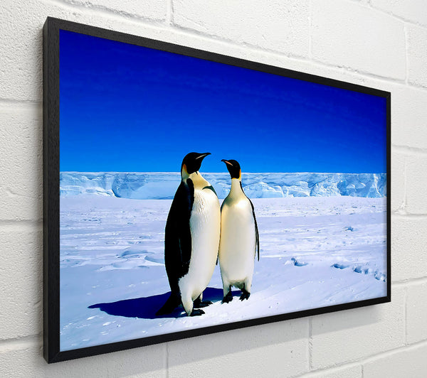 Penguin Stroll