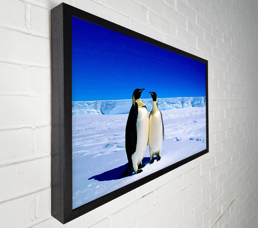  A Canvas Print of Penguin Stroll Canvas Print