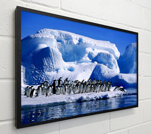 Penguins First Dive