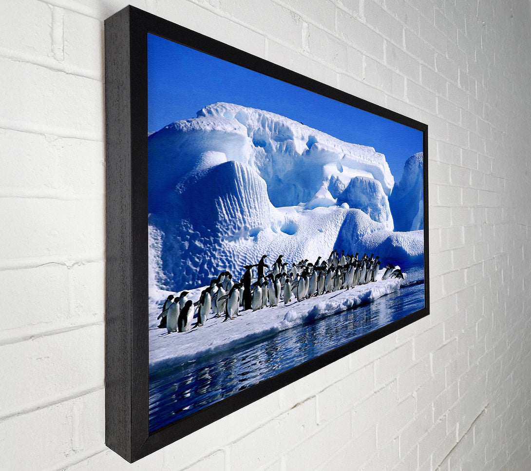  A Canvas Print of Penguins First Dive Canvas Wall Art