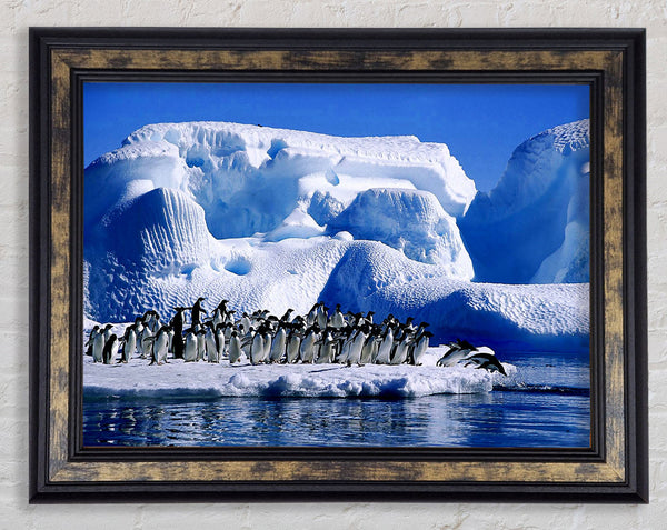 Penguins First Dive Framed Print