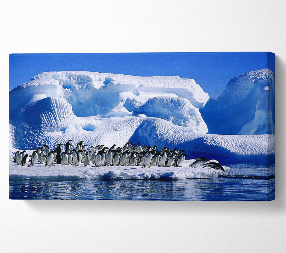 A Canvas Print of Penguins First Dive Canvas Wall Art