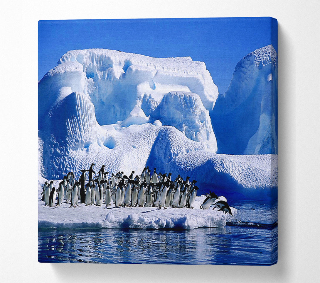  A Canvas Print of Penguins First Dive Canvas Wall Art