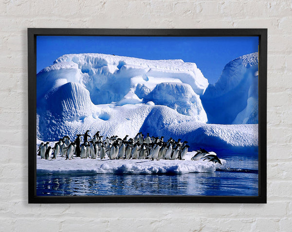 Erster Tauchgang der Pinguine