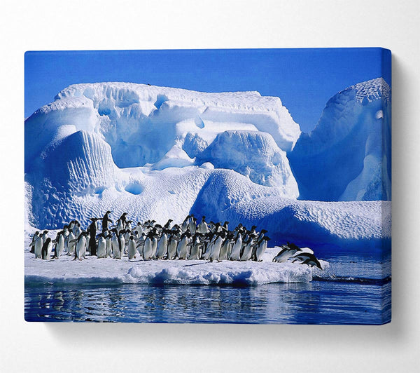  A Canvas Print of Penguins First Dive Canvas Wall Art