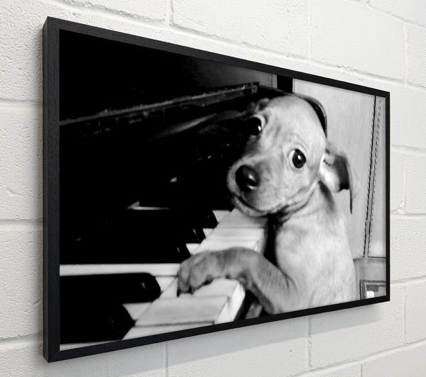 Piano Pup