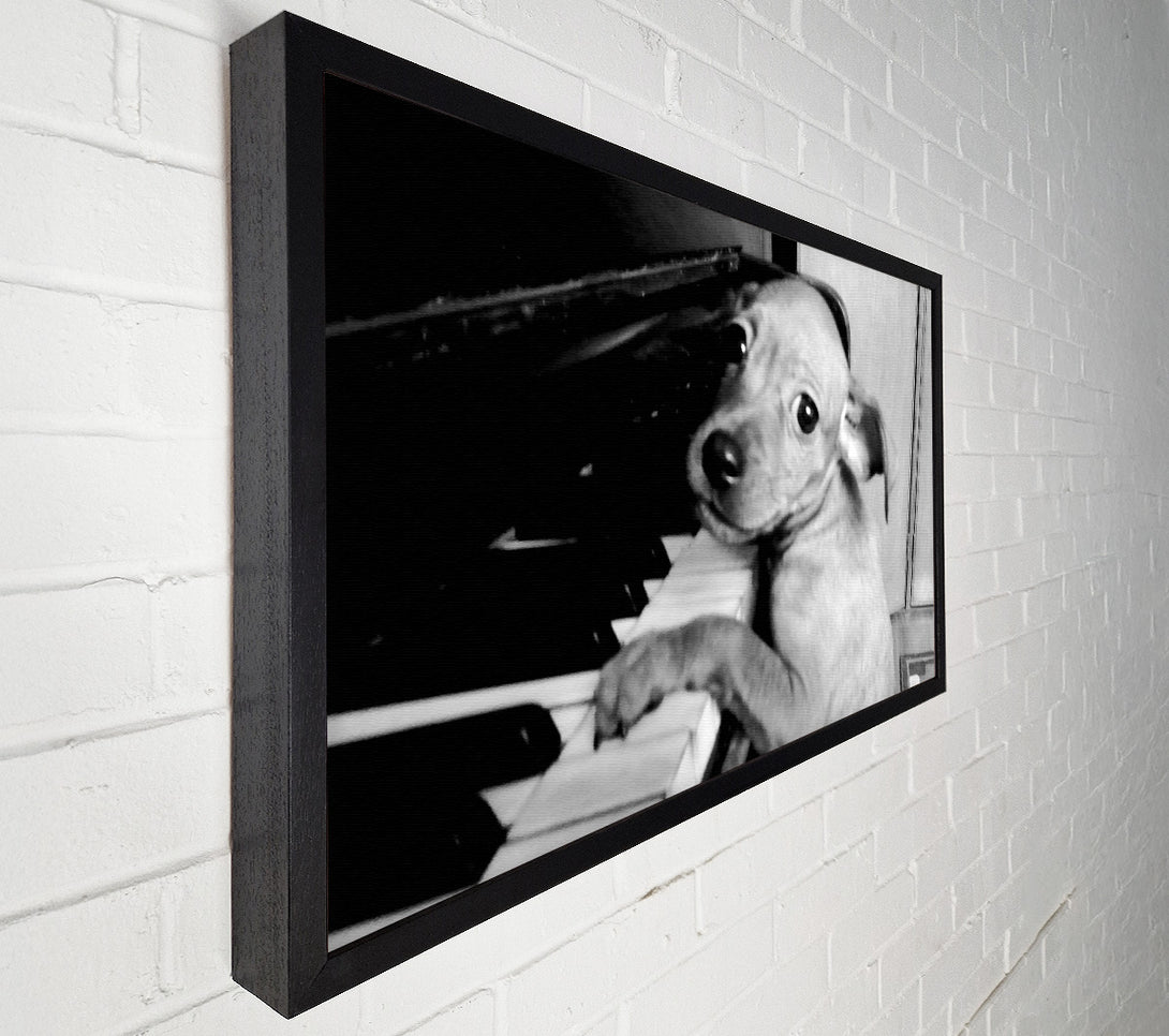  A Canvas Print of Piano Pup Canvas Wall Art