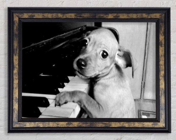 Piano Pup Framed Print