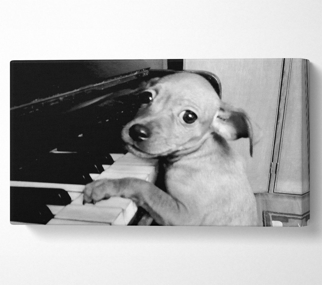  A Canvas Print of Piano Pup Canvas Wall Art