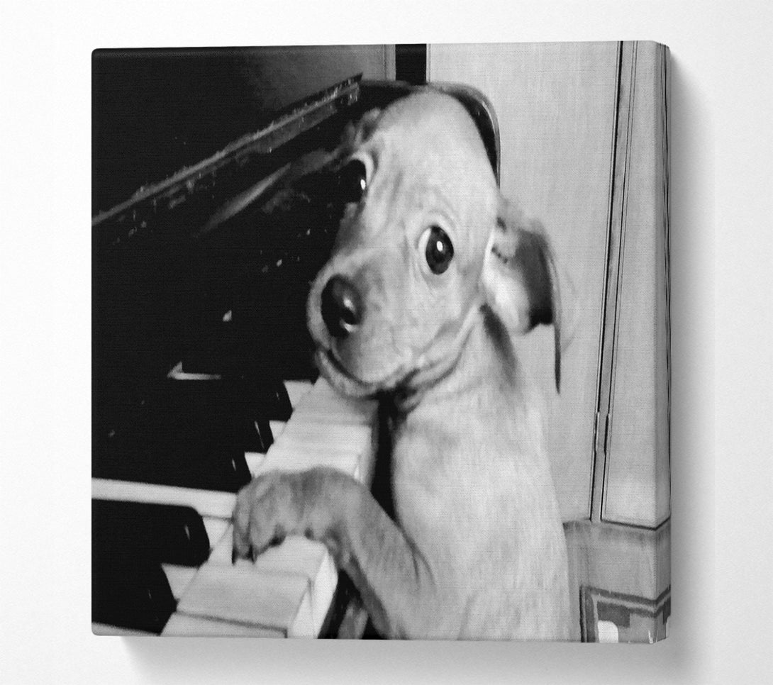  A Canvas Print of Piano Pup Canvas Wall Art