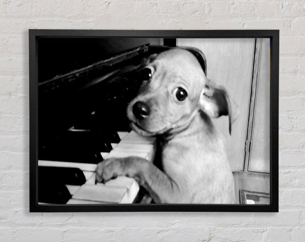 Piano Pup Framed Print