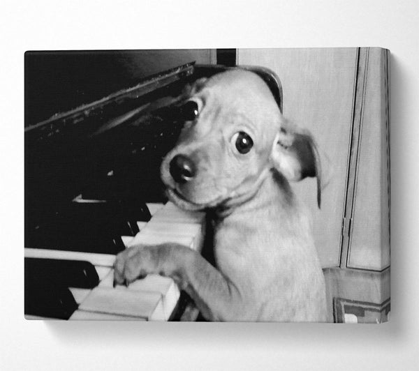  A Canvas Print of Piano Pup Canvas Wall Art