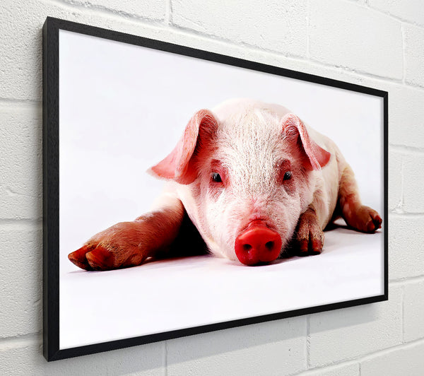 Pig Portrait