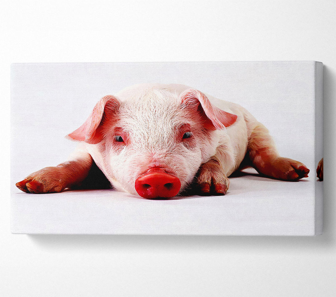  A Canvas Print of Pig Portrait Canvas Art