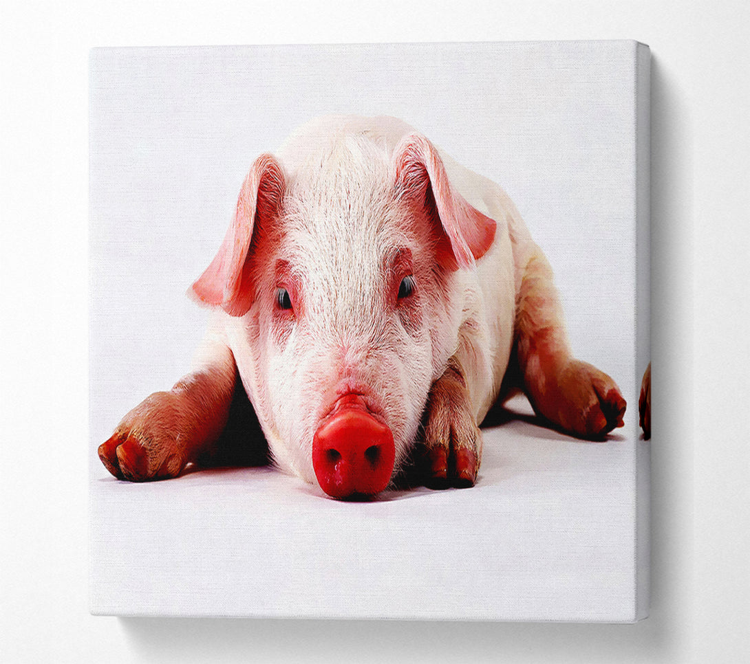  A Canvas Print of Pig Portrait Canvas Art
