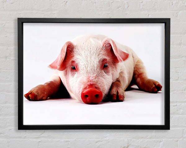 Schweineportrait