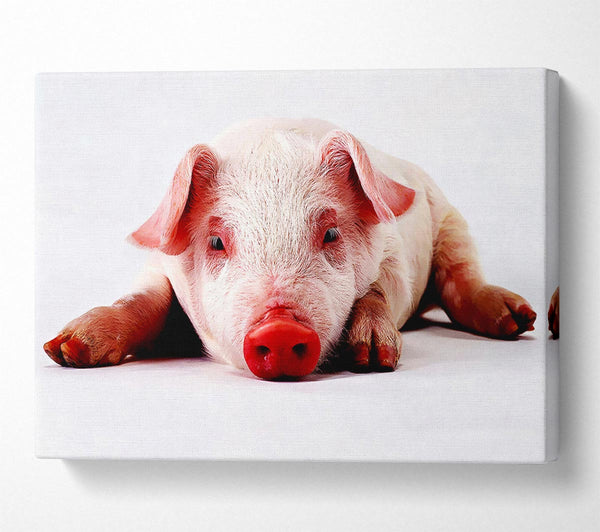  A Canvas Print of Pig Portrait Canvas Art