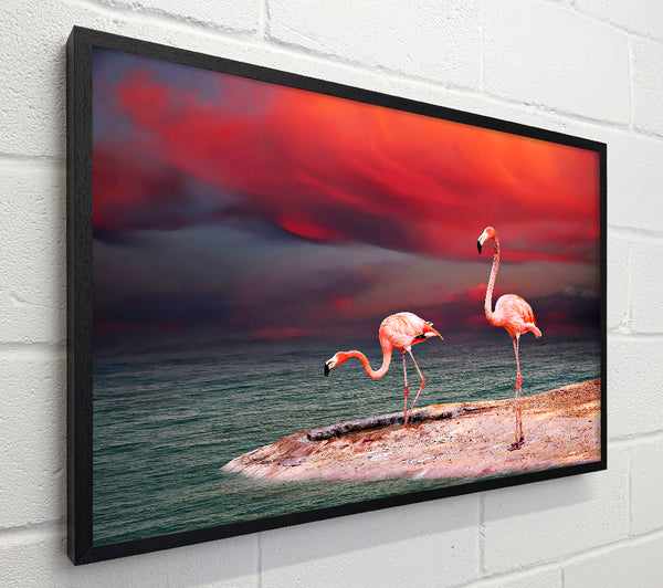 Pink Flamingo Ocean