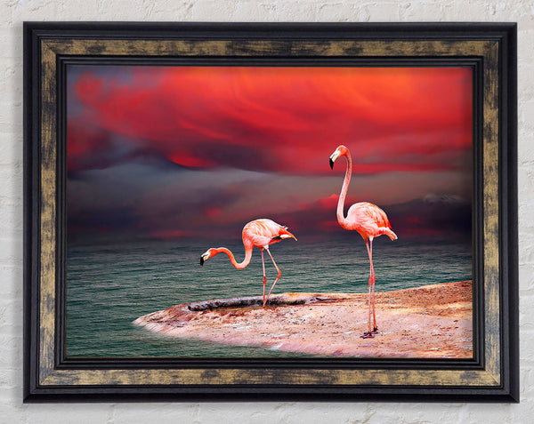 Pink Flamingo Ocean Framed Print