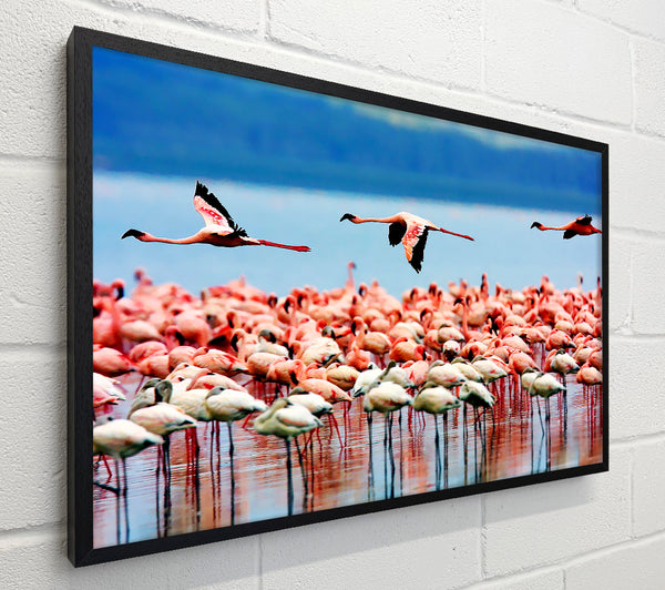 Pink Flamingos In Flight