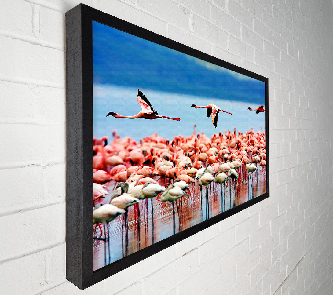  A Canvas Print of Pink Flamingos In Flight Canvas Print