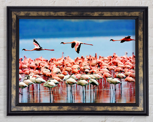 Pink Flamingos In Flight Framed Print
