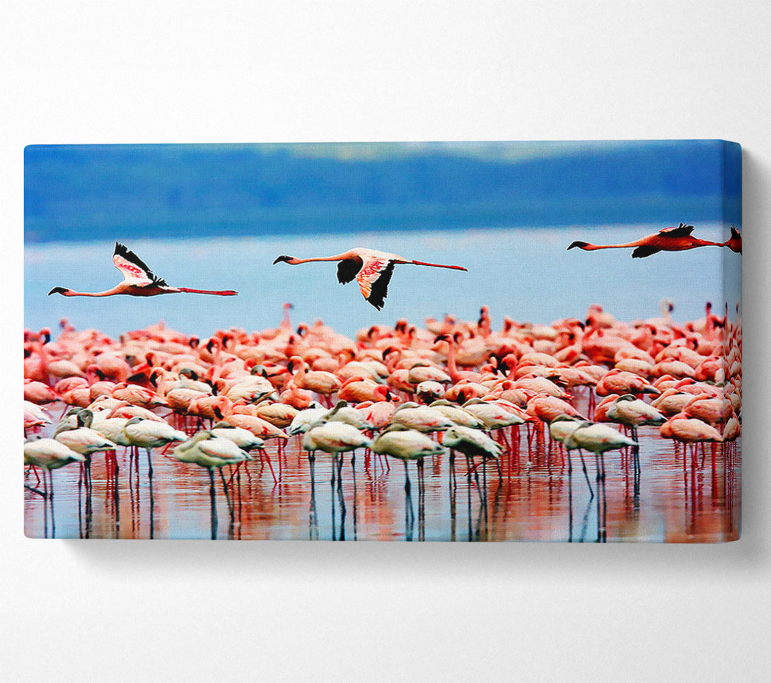  A Canvas Print of Pink Flamingos In Flight Canvas Print