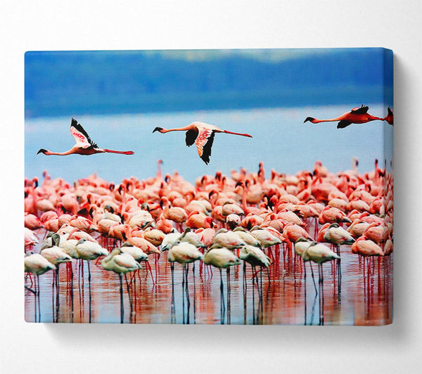  A Canvas Print of Pink Flamingos In Flight Canvas Print
