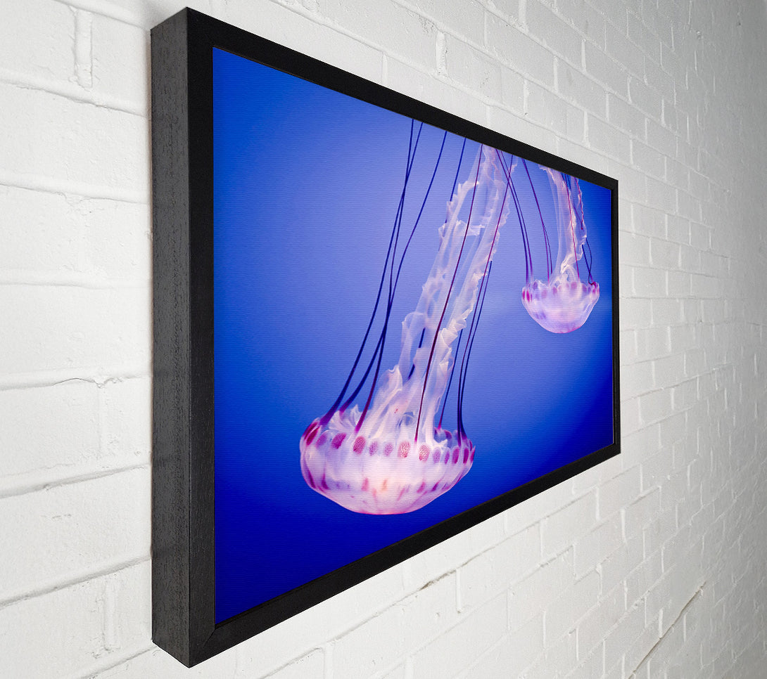  A Canvas Print of Pink Jellyfish Canvas Print