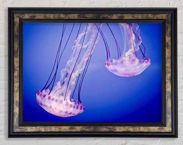 Pink Jellyfish