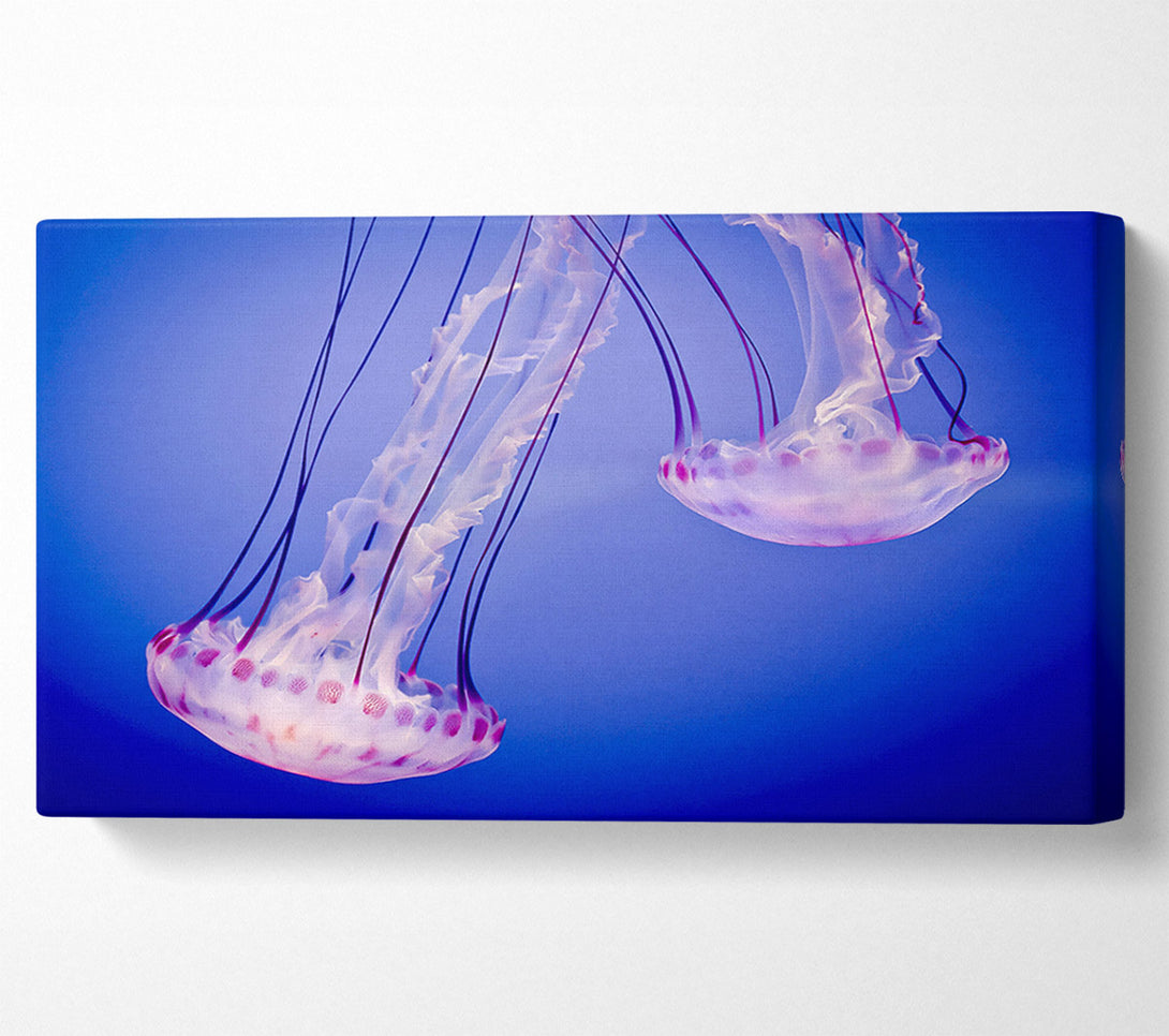  A Canvas Print of Pink Jellyfish Canvas Print