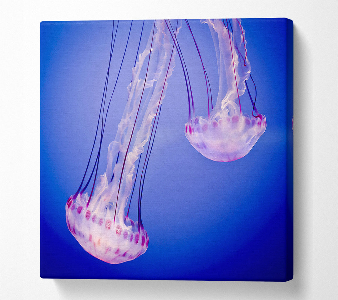  A Canvas Print of Pink Jellyfish Canvas Print