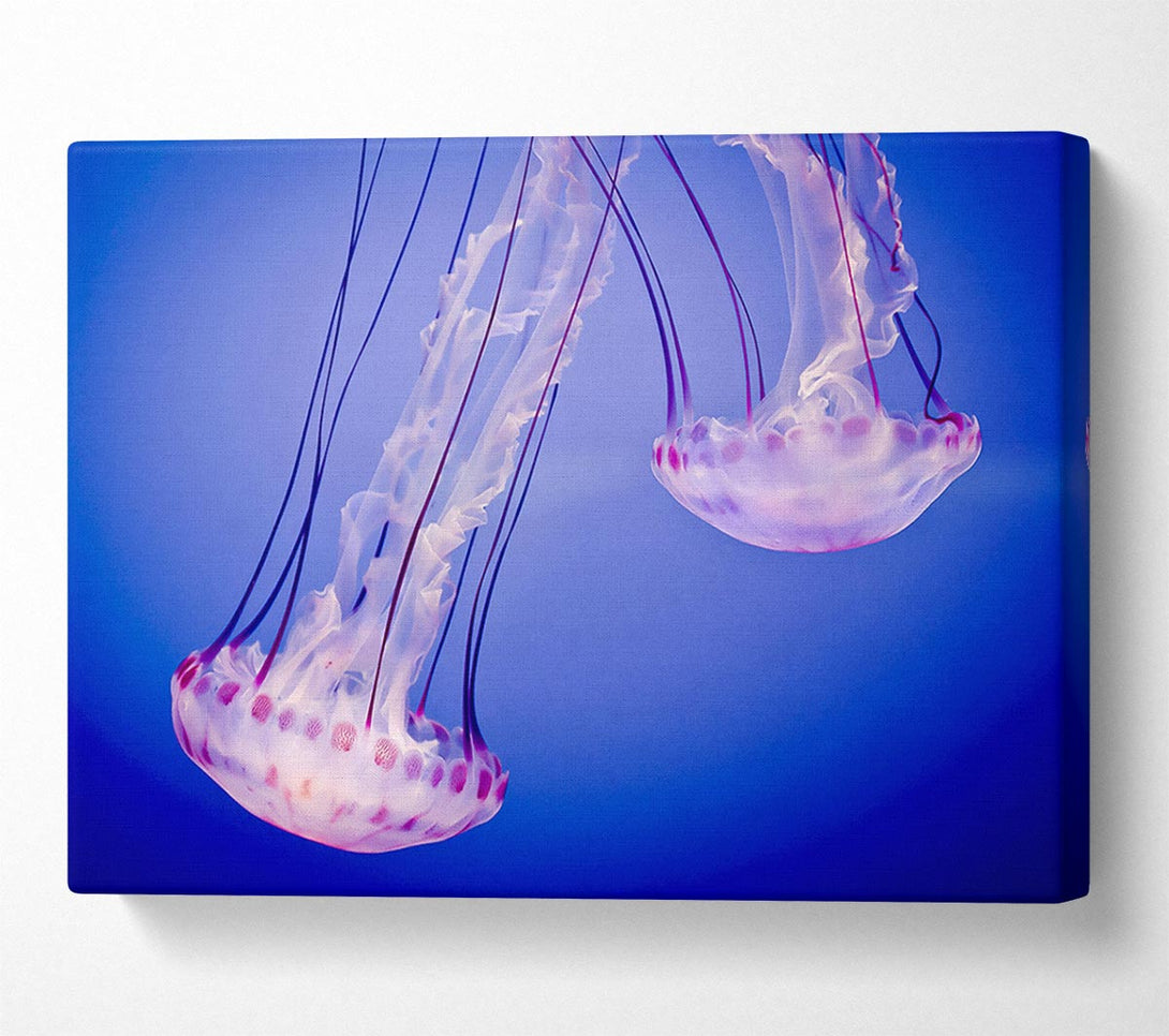  A Canvas Print of Pink Jellyfish Canvas Print