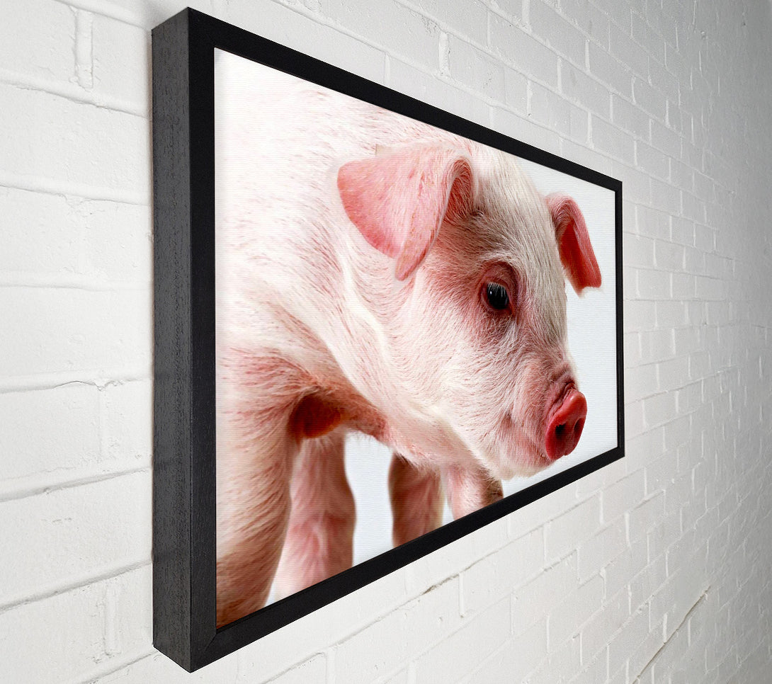  A Canvas Print of Pink Pig Canvas Art