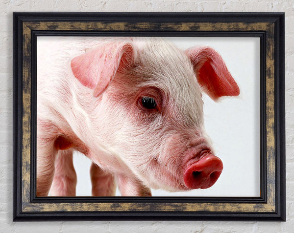 Pink Pig Framed Print