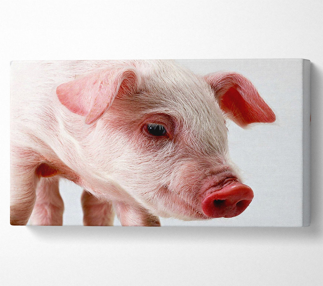  A Canvas Print of Pink Pig Canvas Art