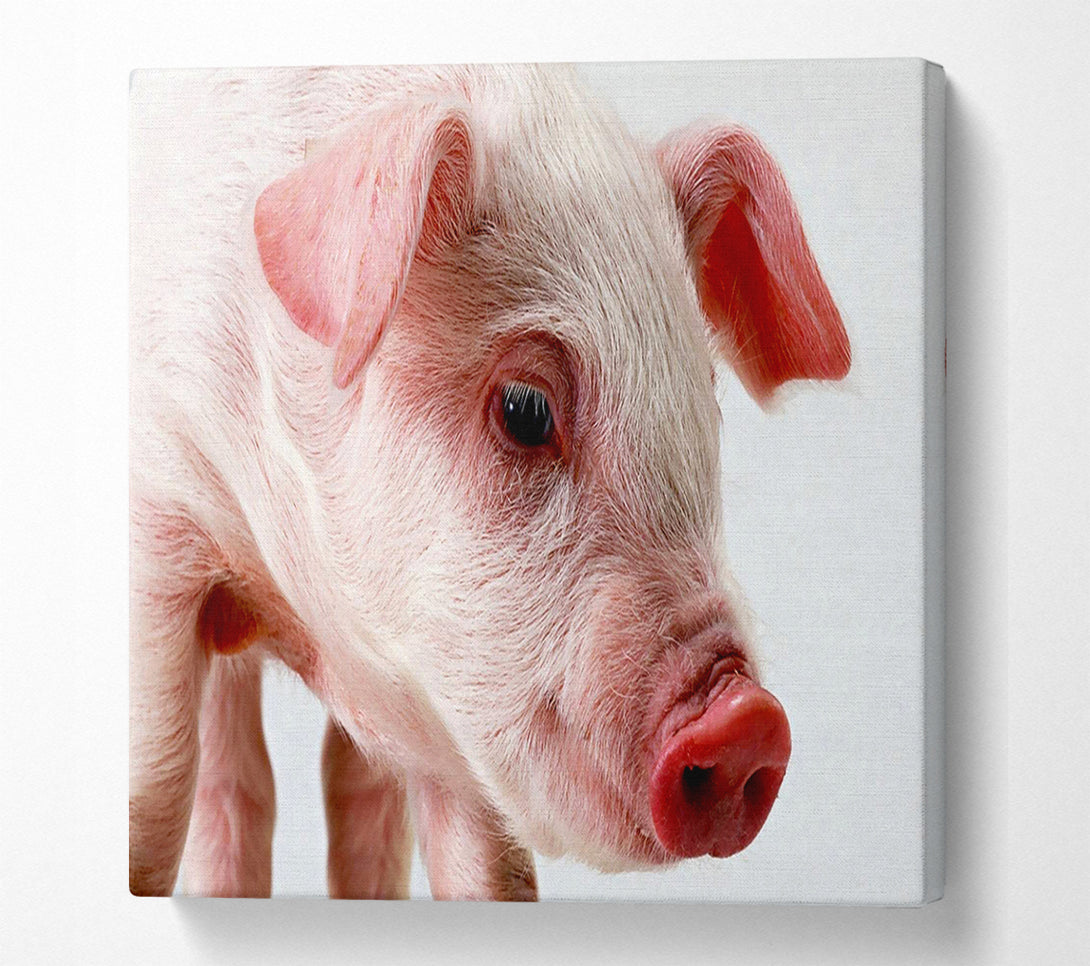  A Canvas Print of Pink Pig Canvas Art