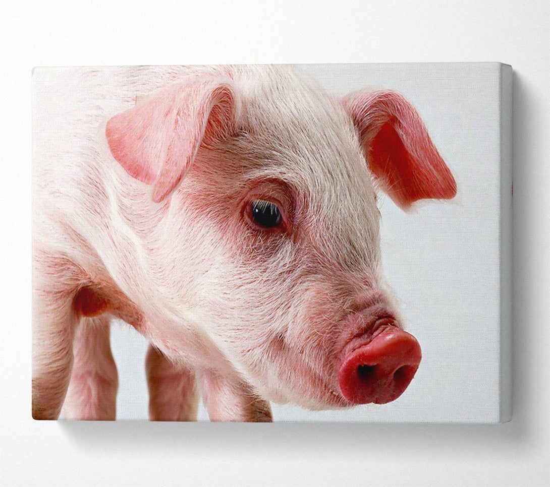  A Canvas Print of Pink Pig Canvas Art