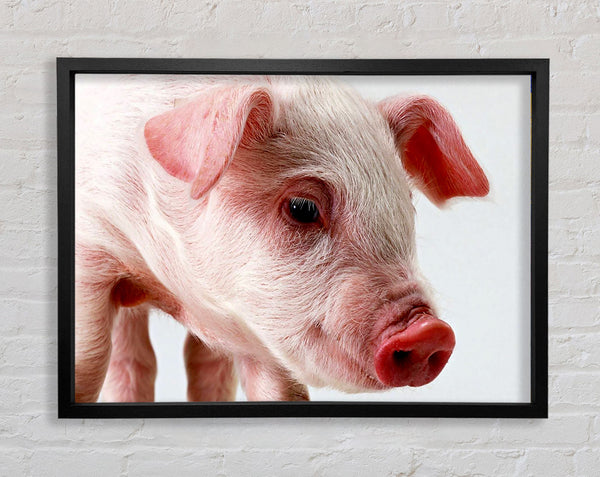 Rosa Schwein