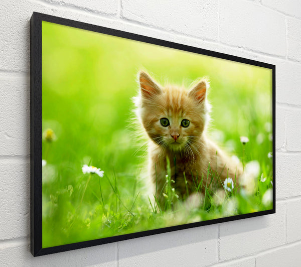 Playful Kitten