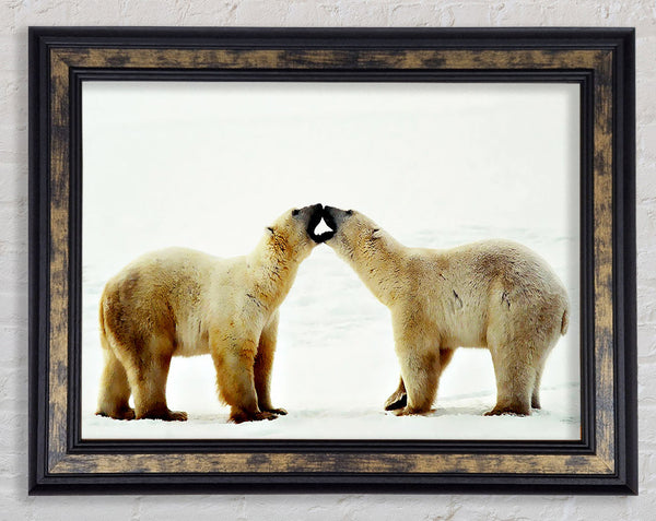 Polar Bear Love Framed Print