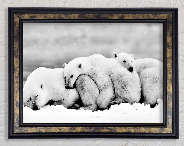 Polar bear Family Framed Print