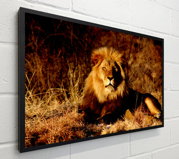 Proud African Lion