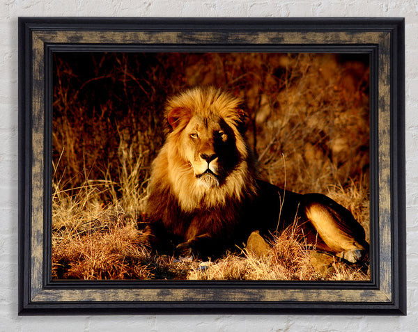 Proud African Lion Framed Print