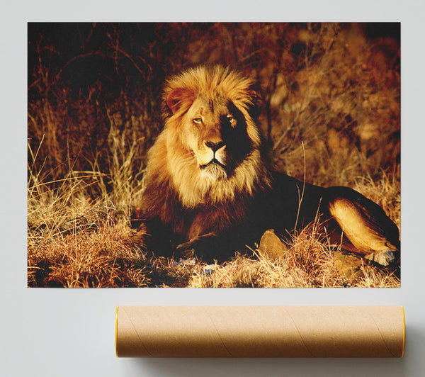 Proud African Lion Print