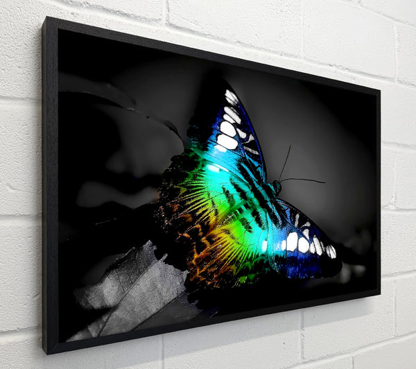 Psychodelic Butterfly