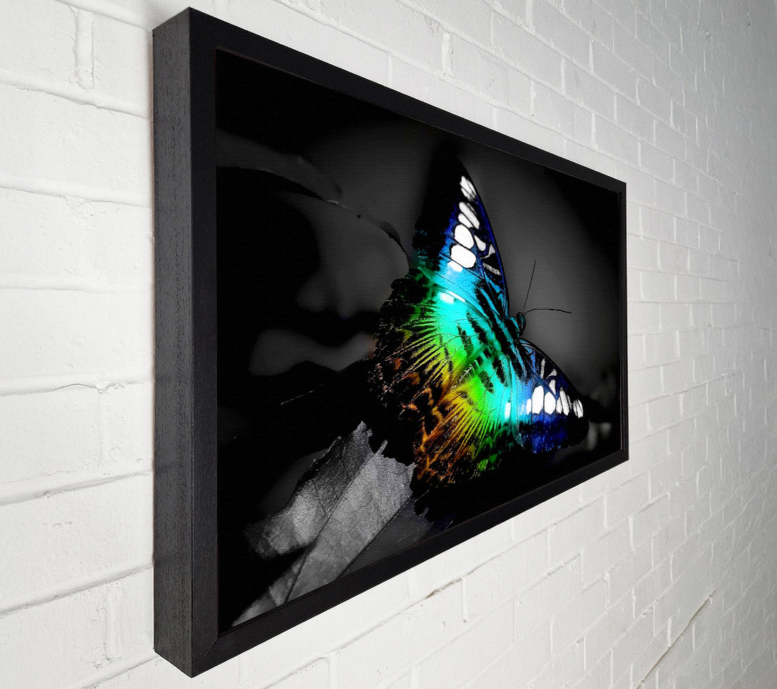  A Canvas Print of Psychodelic Butterfly Canvas Print