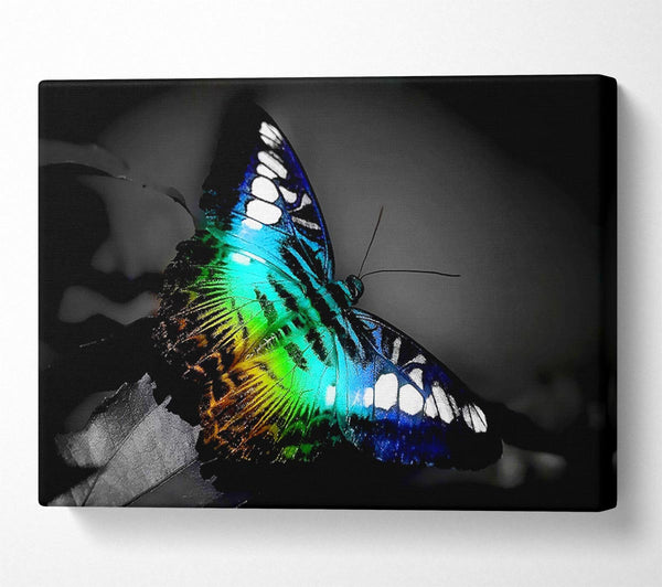  A Canvas Print of Psychodelic Butterfly Canvas Print